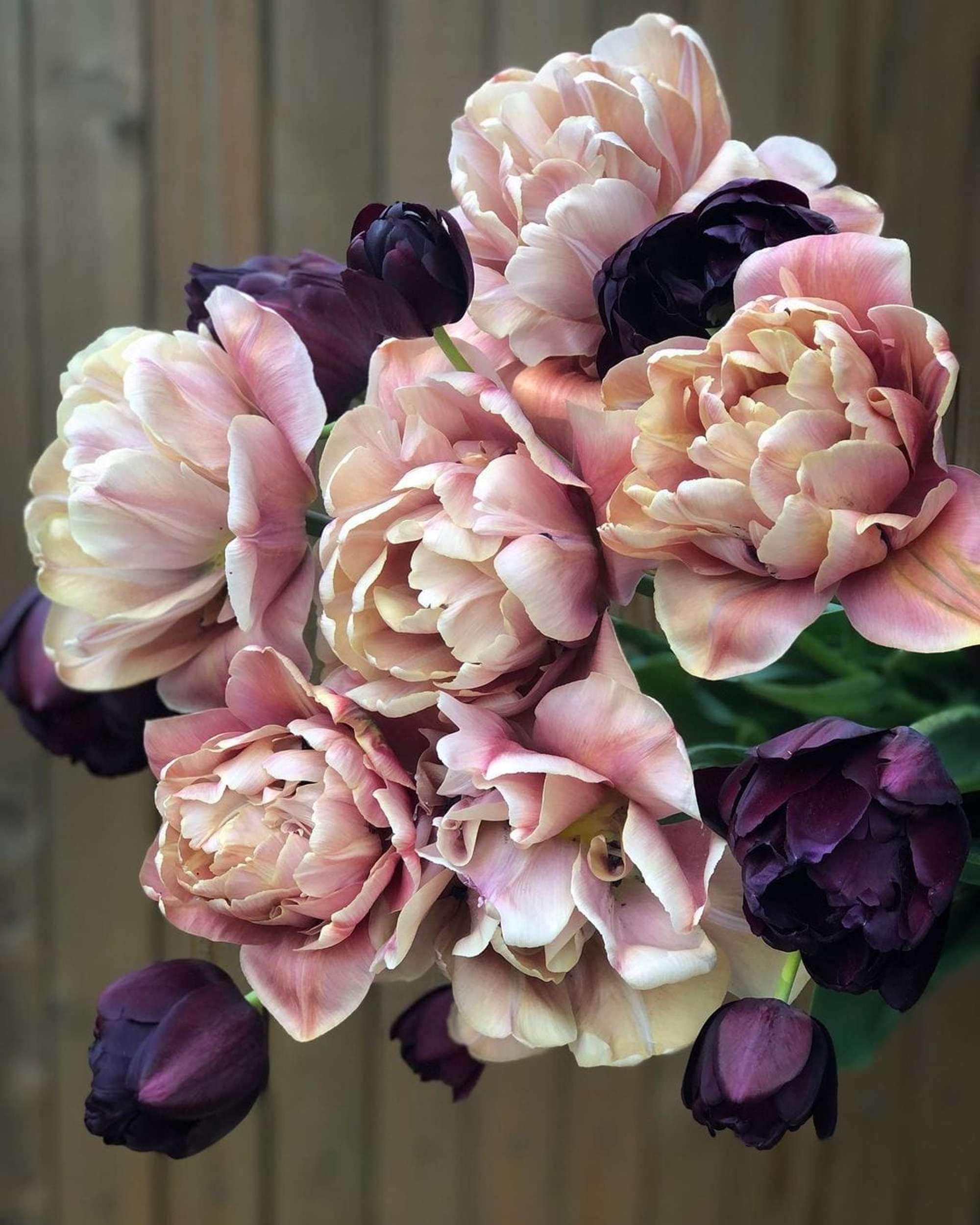Tulpenmischung 'Nadjas'